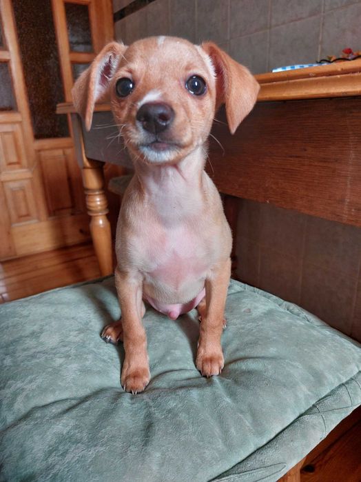 Цуценята в добрі руки