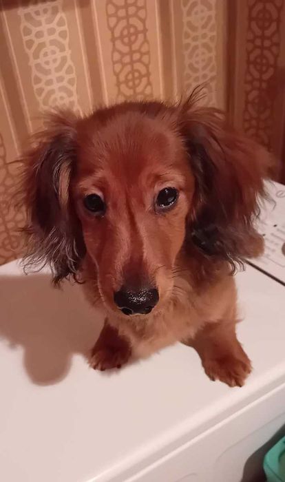 Jamniczek długowłosy króliczy