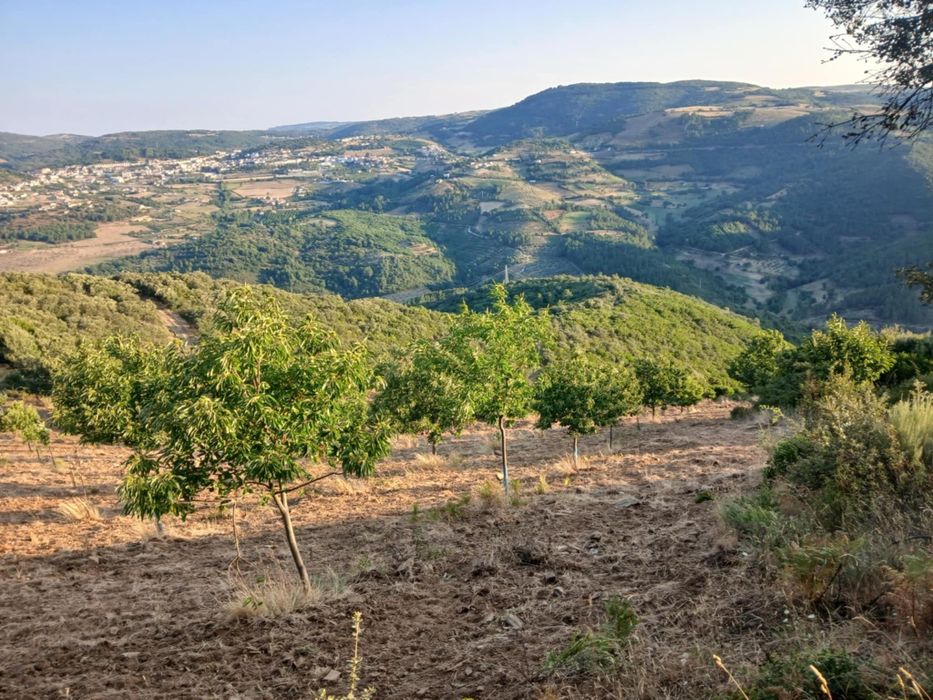 Projeto agrícola de castanheiros