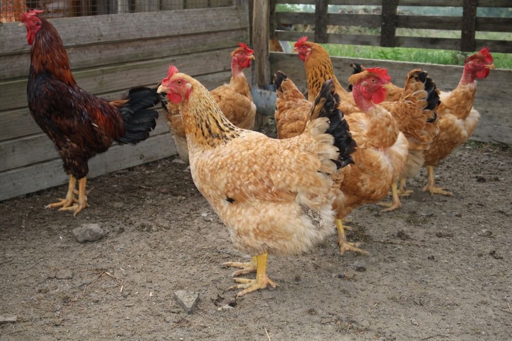 Galinhas criadas ao Ar Livre