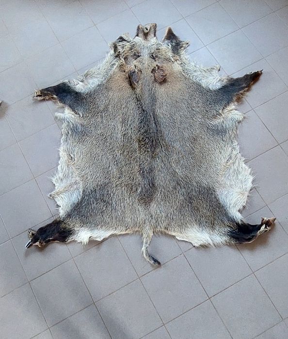 Trzy duże skóry z dzika