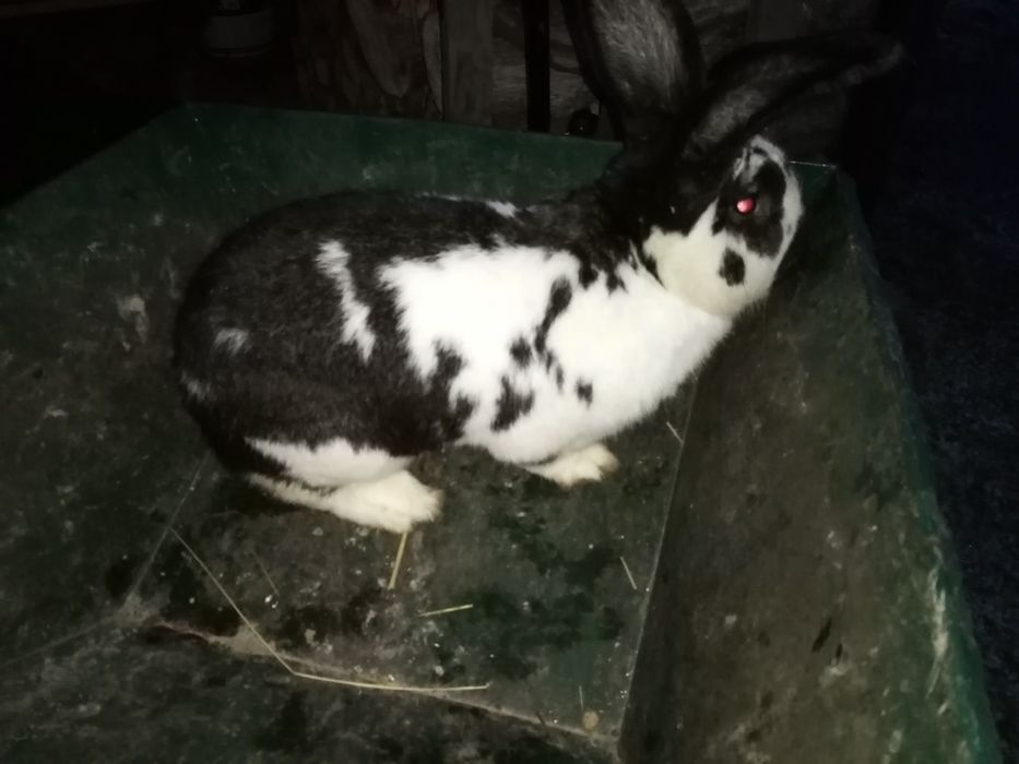 Sprzedam królika samca