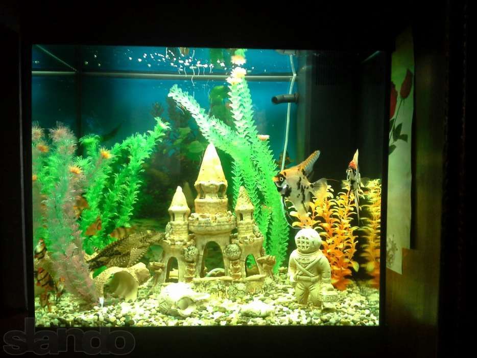 Обслуживание аквариумов, чистка, уход за аквариумом.