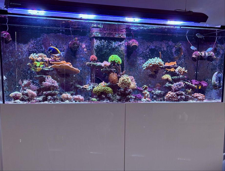 Akwarium morskie 170x60x60 komplet.