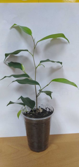 Черенки  фікусів