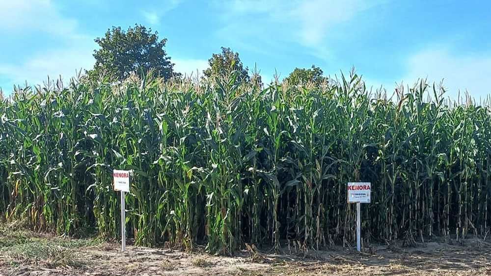 Kukurydza Kenora, AS180, Lorinor, Goliath Zadra, Hulk Sunbelt WYSYŁKA