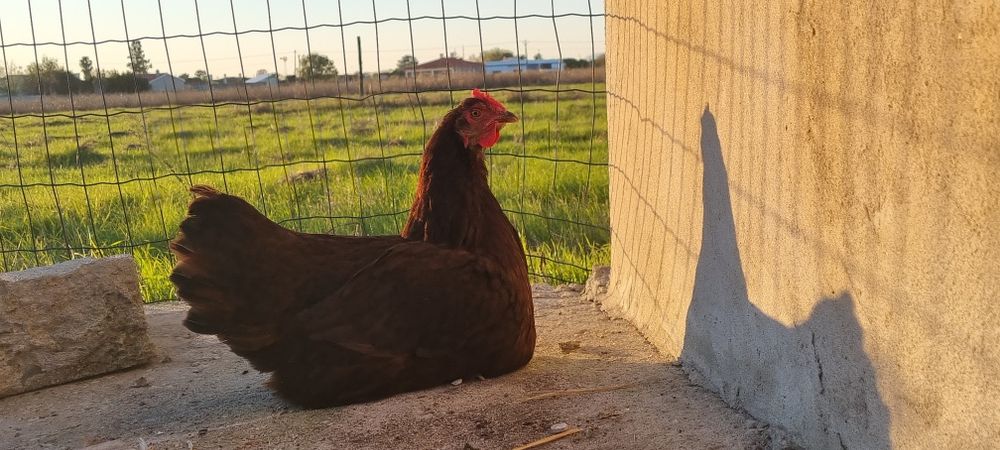 ovos galados rhode island red