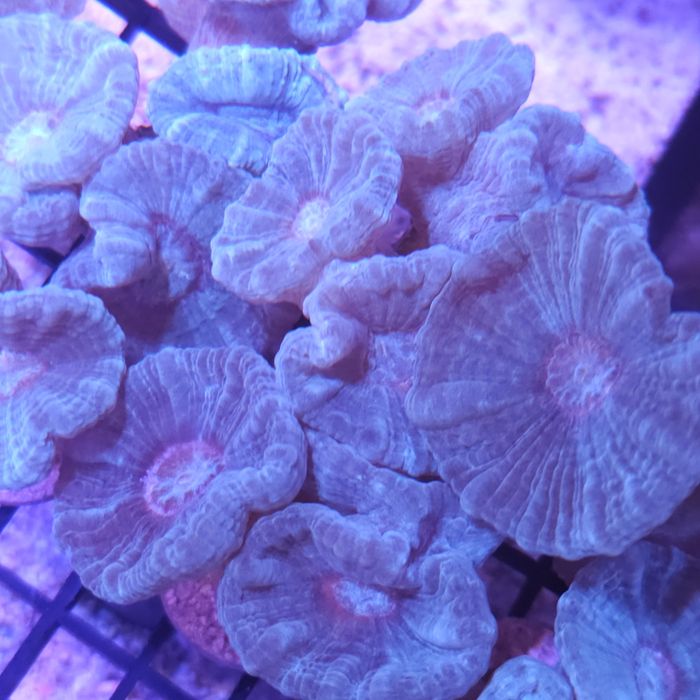 Caulastrea sp. 1P Akwarystyka morska