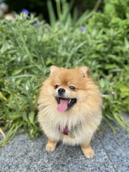 В‘язка померанський шпіц. Шукаєм наречену