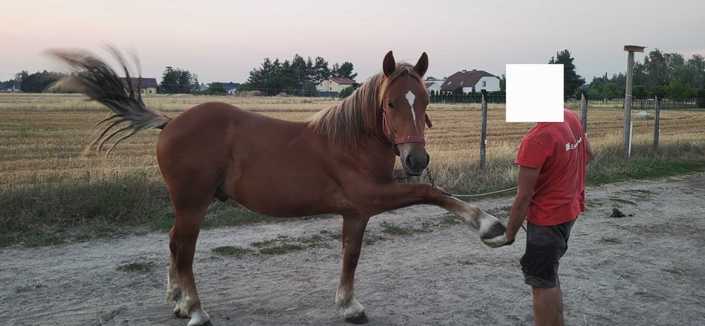 Wałach rasy polski koń zimnokrwisty
