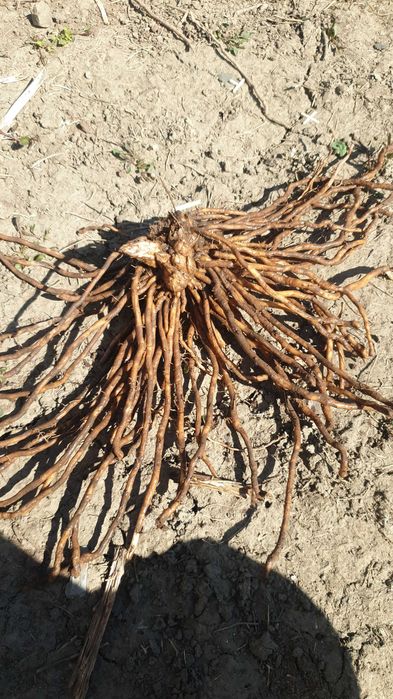 Спаржа Корінці спаржі Аспарагус