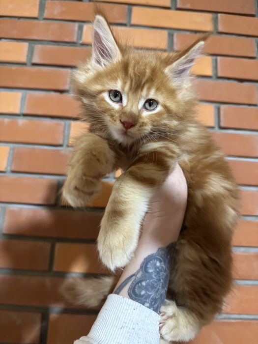 Мейн-Кун Крупный Мальчик Огненный Львенок с Гривой ,котята