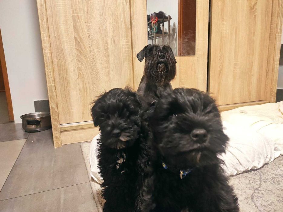 Sznaucer miniaturka czarna sunia