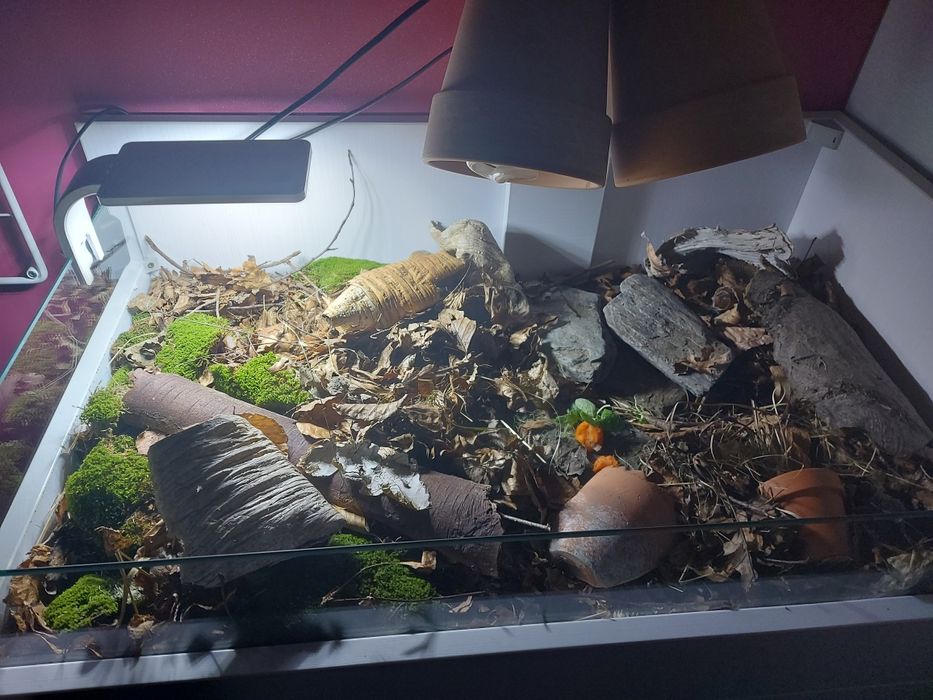 Terrarium różne wymiary