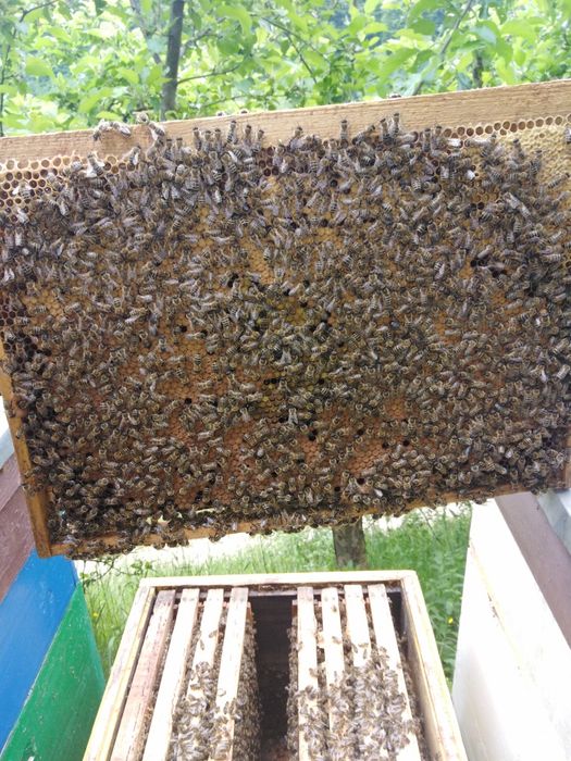 Продам бджолопакети карпатських бджіл.