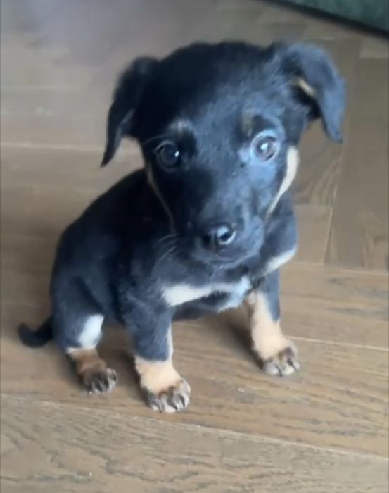 Szczeniaki szczeniak Wrocław Dolny Śląsk