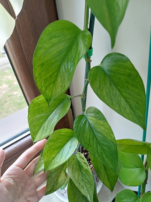 Epipremnum jessenia pędówka