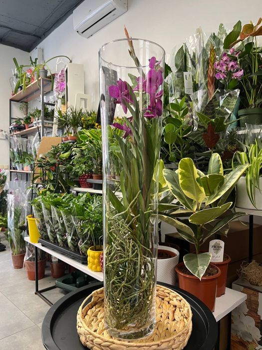 Ванда орхідея, Vanda