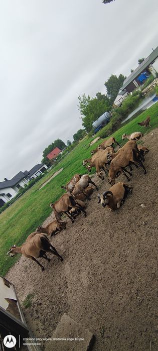 Owce kameruńskie i barany