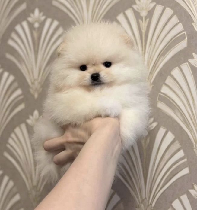 Мини шпицы тип мишка