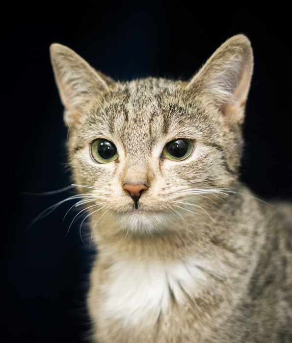 Tora - kotka do adopcji