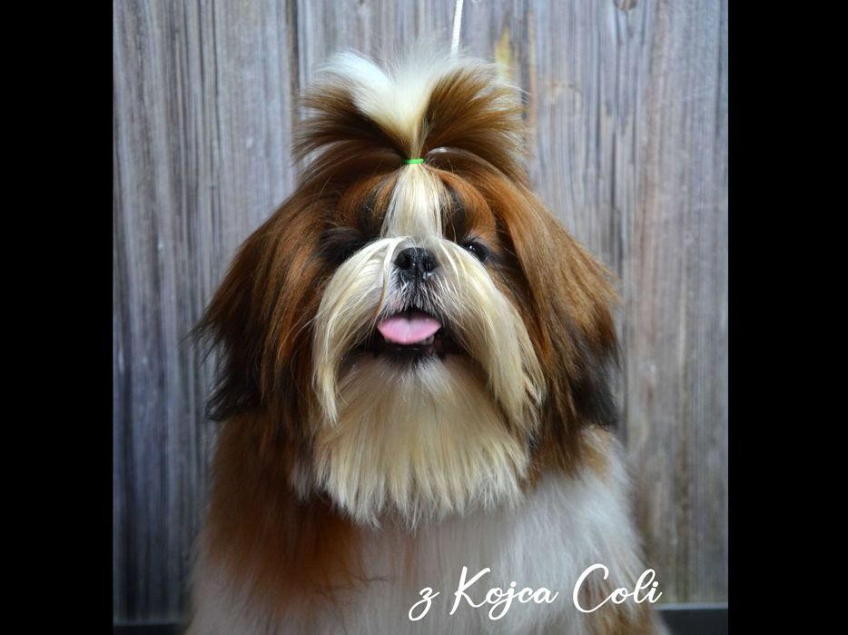 Piękny piesek shih tzu z rodowodem ZKwP FCI