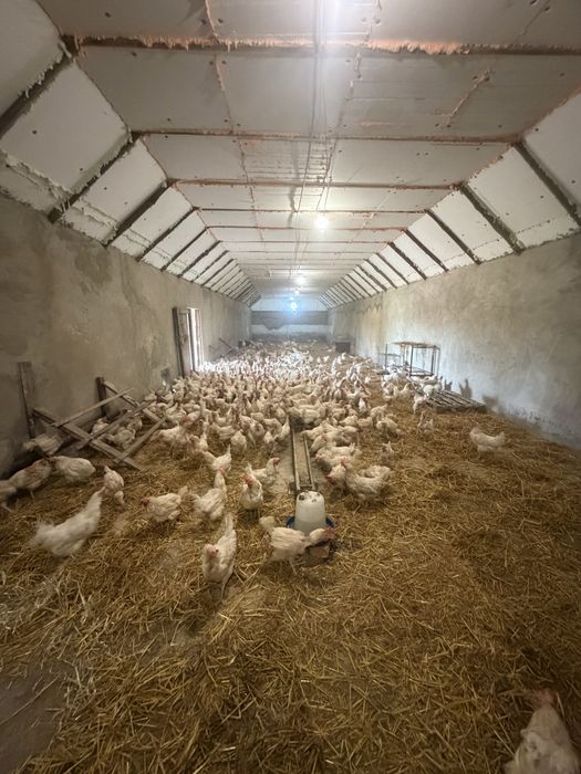 Продам Птицеферму с прмещениями
