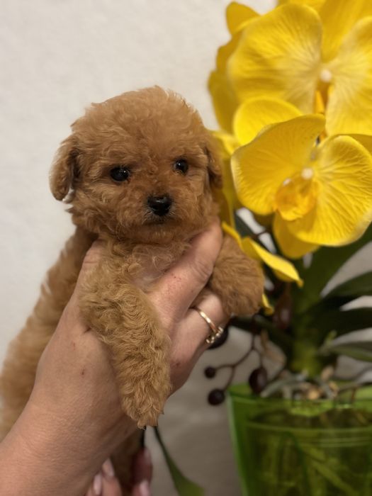 Лялечка мальтіпу