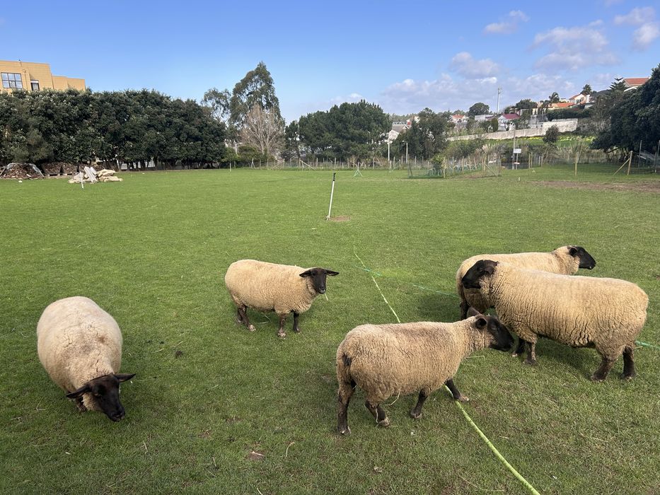 Vendo rebanho suffolk