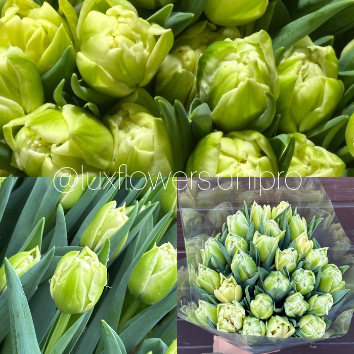 Тюльпан ОПТ, букети