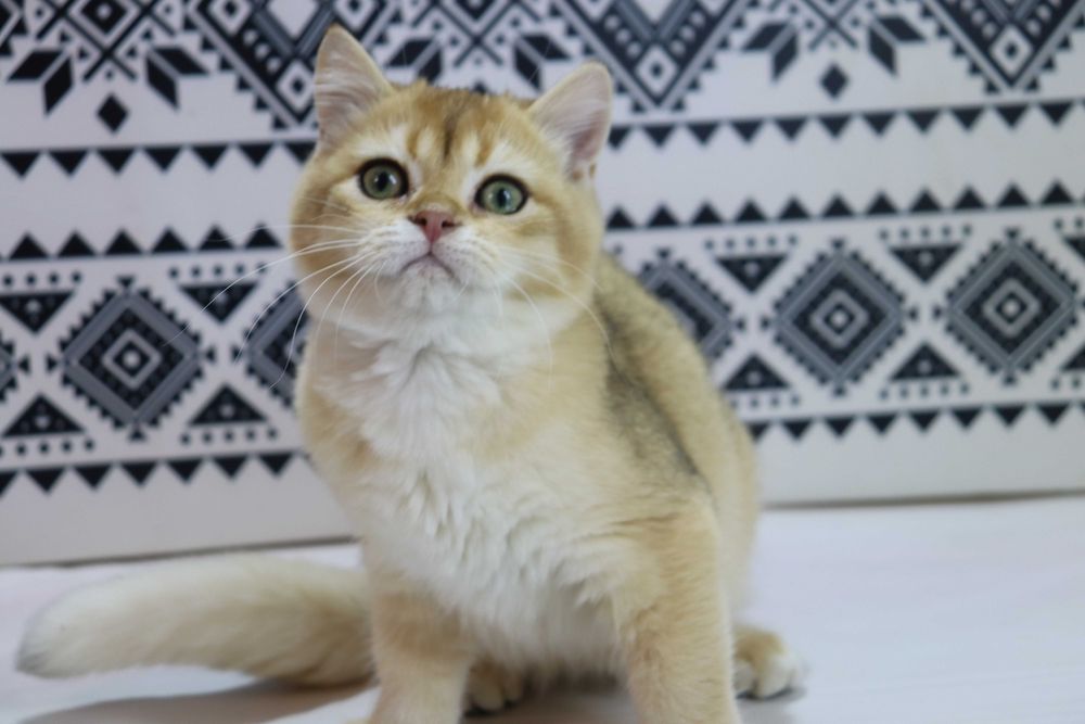 Чудова британська кішечка з вакцинами