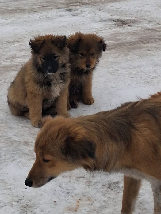 Сміла.Терміново! Маленьким собачим діткам  потрібні  родини.