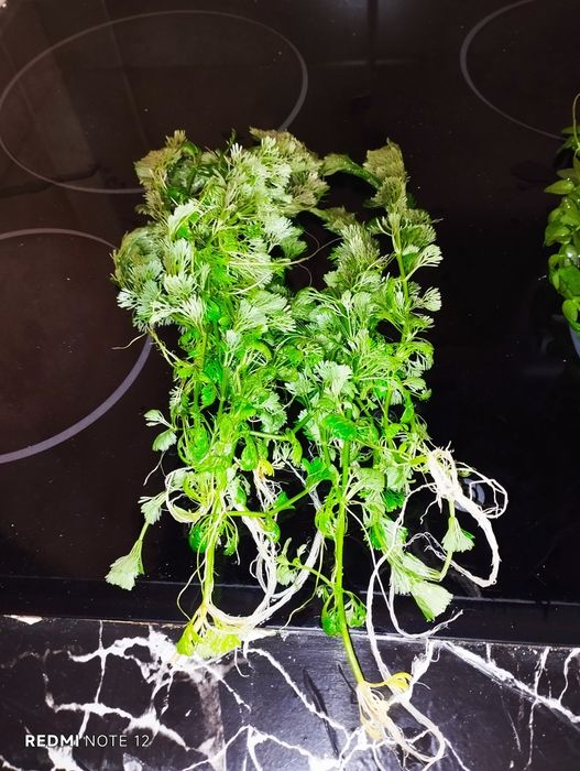 Plantas para aquário