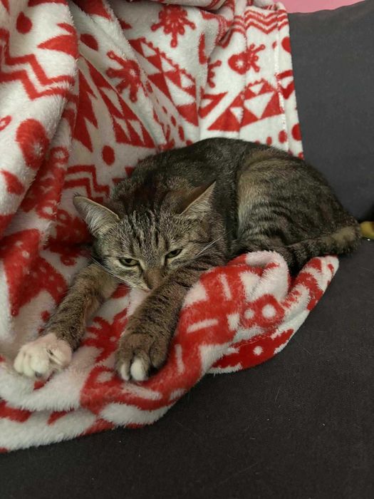 Kaja Okrzejanka - kotka wyrzucona na ulicę jak smieć