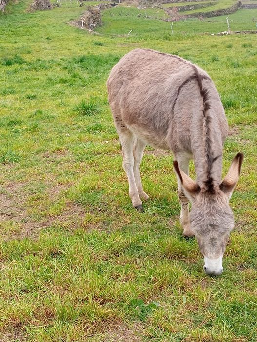 Burra 4 anos  já trabalha