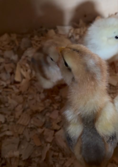 Pintos Araucana e Leghorn