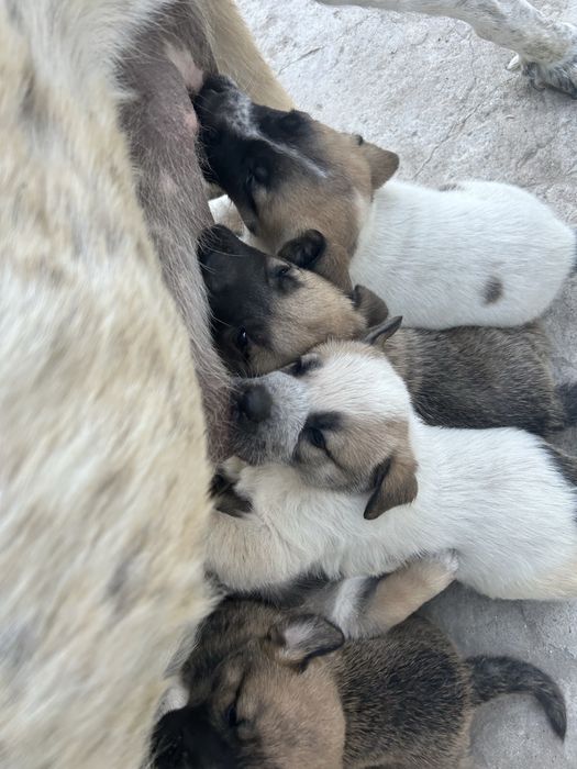 Cachorros para adopção