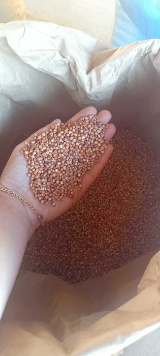 Sorgo czerwone czyste