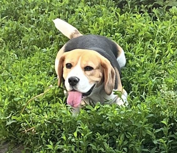 В’язка, злучка кабеля Бігля