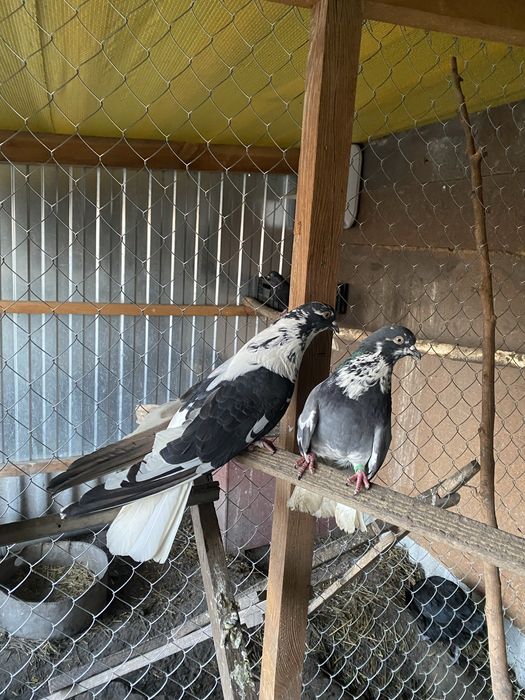 Продам голубиї кури