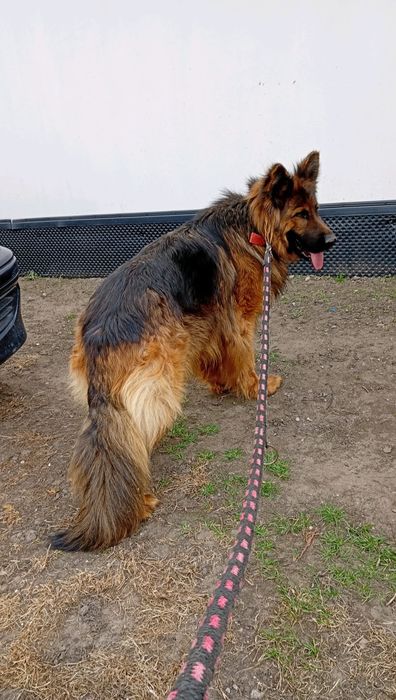 Sprzedam sukę owczarka niemieckiego długowłosego