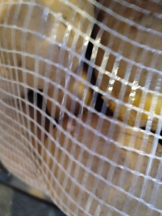 Batata Kannebeck colheita 2025