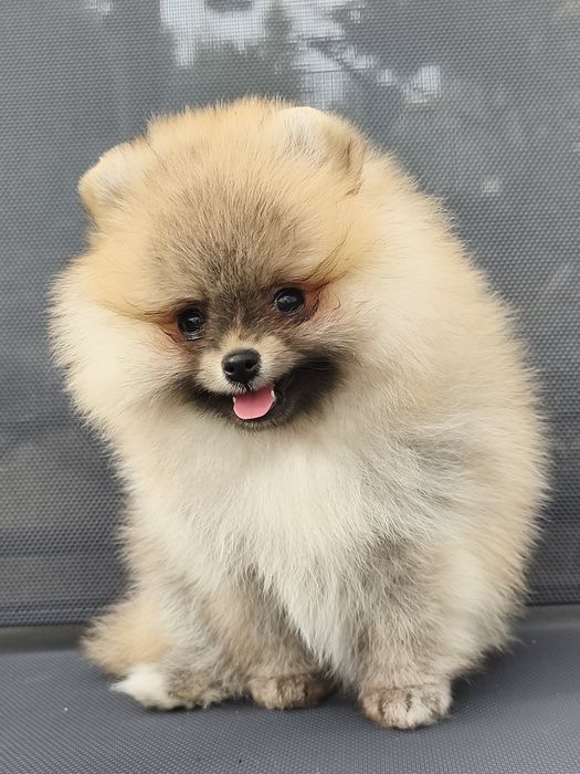 Pomeranian szpic miniaturowy FCI ZKwP