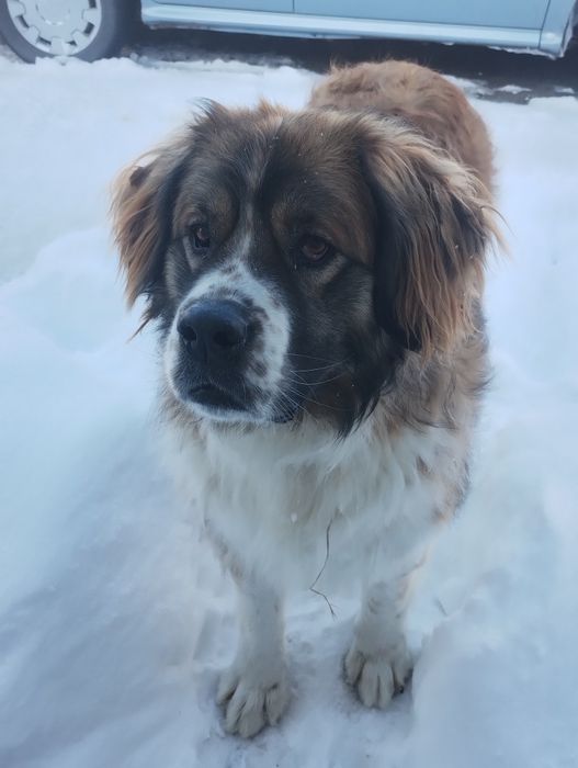 Московська сторожова (в'язка)