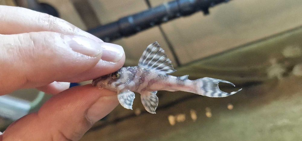 Zbrojnik L236 RB PREMIUM  5-6 cm