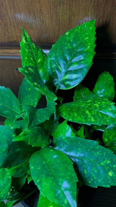 Аукуба  Японська