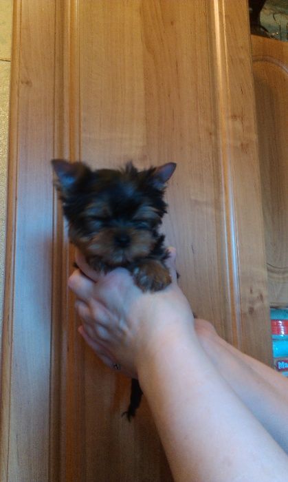 Молодой и активный мини Йорк ждет милых дам. КСУ