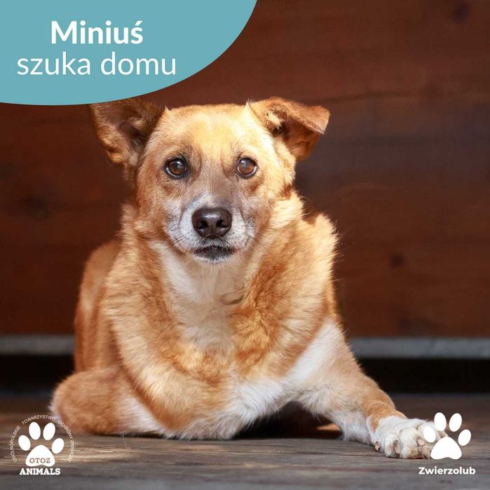 Trzyłapek Miniuś szuka domu! Czy ktoś da mu szansę?