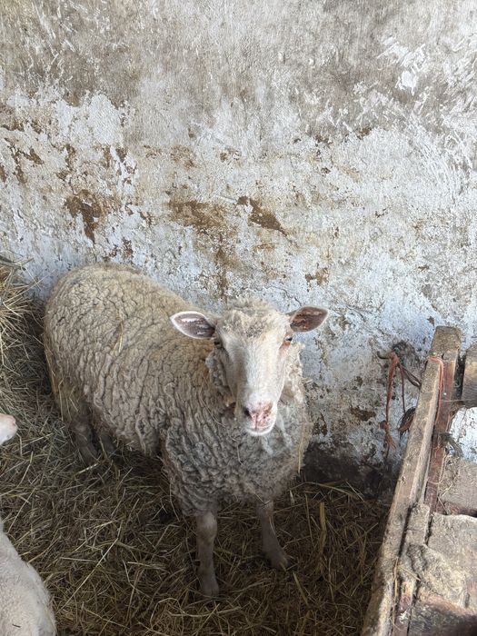 Borrega com 1 ano e meio cruzada de charolesa
