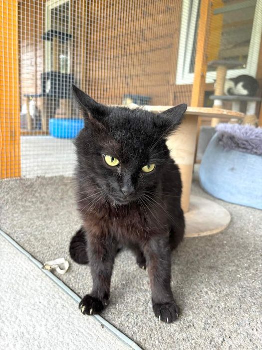 Kot Węgielek czeka na dom w schronisku